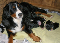 Gracie with puppies 4 days